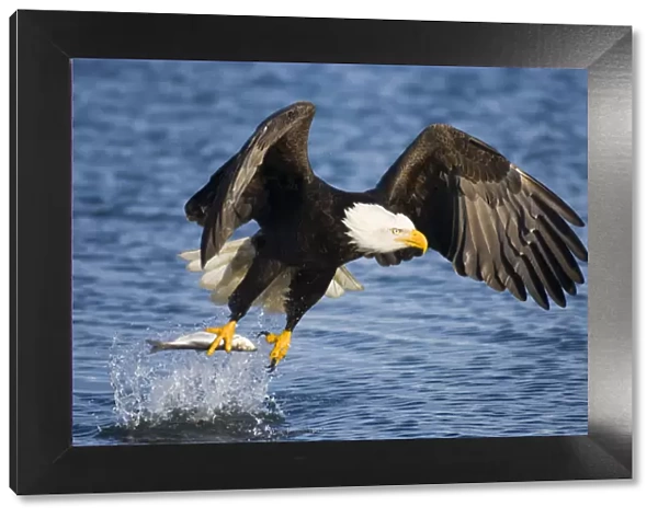 Bald Eagle (Haliaeetus leucocephalus) taking a fish from water. Homer, Kenai Fjord
