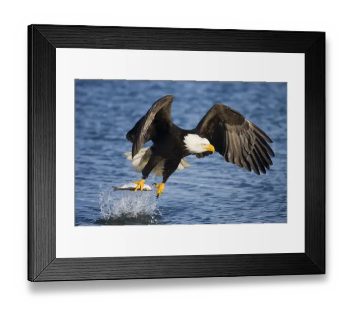 Framed Print : Bald Eagle (Haliaeetus leucocephalus) taking a fish from water. Homer, Kenai Fjord Framed Print : Bald Eagle (Haliaeetus leucocephalus) taking a fish from water. Homer, Kenai Fjord