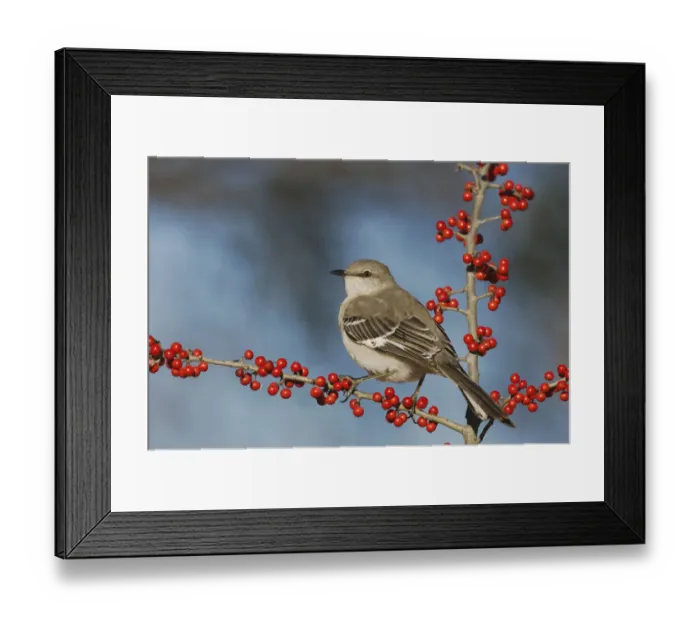 Framed Print : Northern Mockingbird (Mimus polyglottos) adult perched on Possum Haw Holly (Ilex decidua) berries Framed Print : Northern Mockingbird (Mimus polyglottos) adult perched on Possum Haw Holly (Ilex decidua) berries