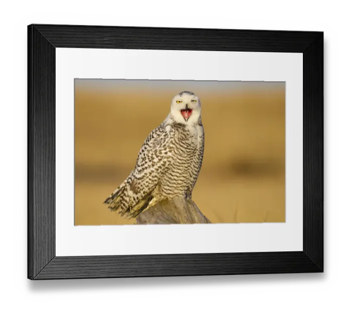Framed Print : Snowy owl (Bubo scandiacus) yawning or bill-stretching, Grays Harbor County, Washington Framed Print : Snowy owl (Bubo scandiacus) yawning or bill-stretching, Grays Harbor County, Washington