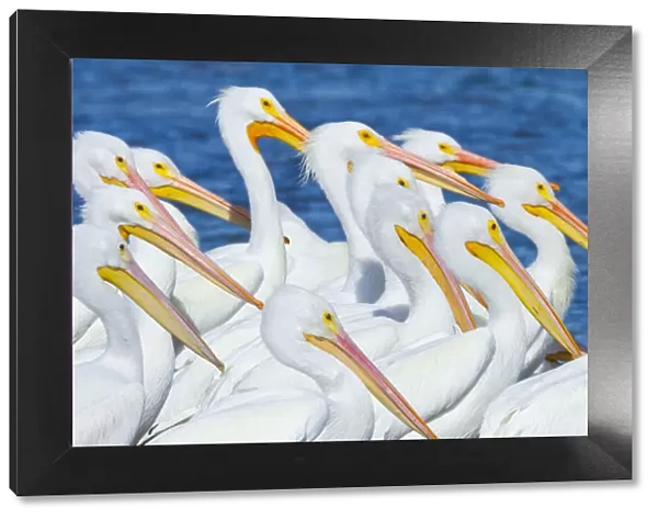 American White Pelican (Pelecanus erythrohycnchos) flock. Everglades National Park