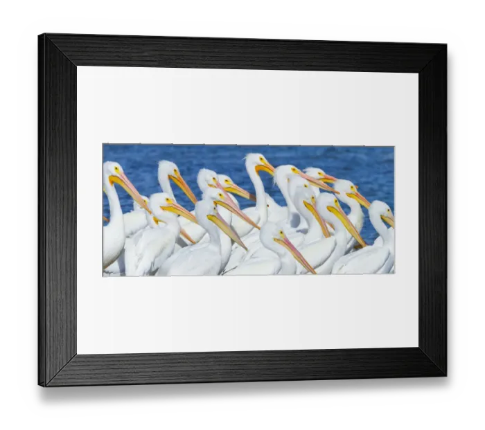 Framed Print : American White Pelican (Pelecanus erythrohycnchos) flock. Everglades National Park Framed Print : American White Pelican (Pelecanus erythrohycnchos) flock. Everglades National Park