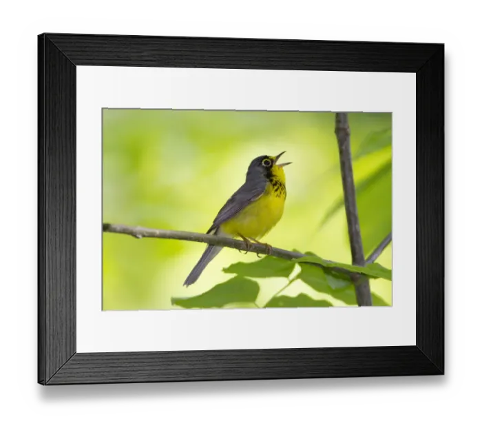 Framed Print : Canada Warbler (Cardellina canadensis) male in breeding plumage, singing in spring Framed Print : Canada Warbler (Cardellina canadensis) male in breeding plumage, singing in spring