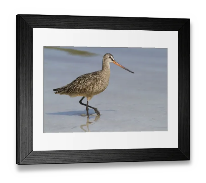 Framed Print : Marbled Godwit (Limosa fedoa) hunting at low tide for marine prey, Tampa Bay, Pinellas County