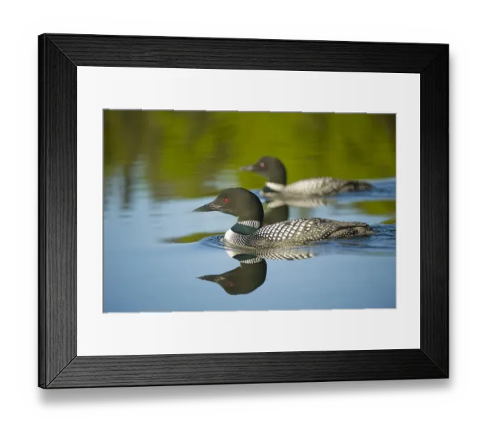 Framed Print : Common / Great Northern Loon (Gavia immer) pair - male in foreground - on lake in Sterling Framed Print : Common / Great Northern Loon (Gavia immer) pair - male in foreground - on lake in Sterling