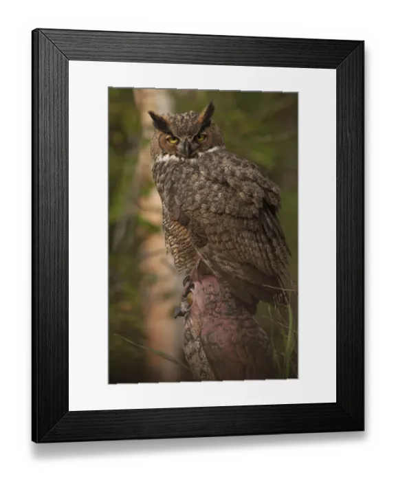Framed Print : Great Horned Owl (Bubo virginianus) juvenile perched on owl model, Wisconsin, USA Framed Print : Great Horned Owl (Bubo virginianus) juvenile perched on owl model, Wisconsin, USA