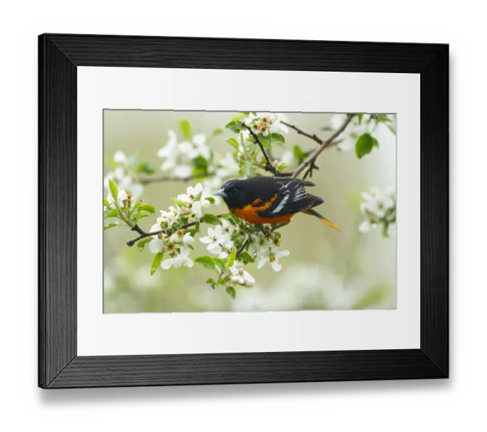 Framed Print : Baltimore Oriole (Icterus galbula) male foraging in apple blossom in spring, New York Framed Print : Baltimore Oriole (Icterus galbula) male foraging in apple blossom in spring, New York
