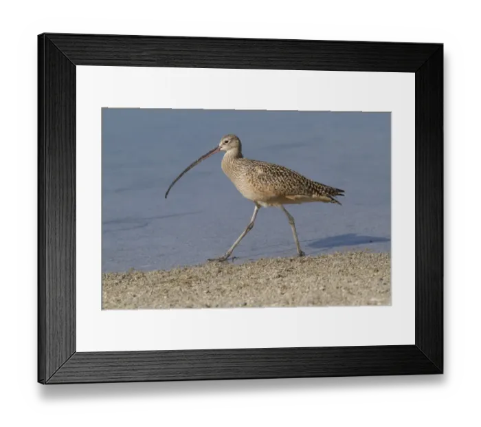 Framed Print : Long-Billed Curlew (Numenius americanus) hunting in sand for Fiddler Crabs while
