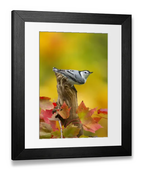 Framed Print : Male White breasted nuthatch (Sitta carolinensis) perched on stump, New York, USA, October