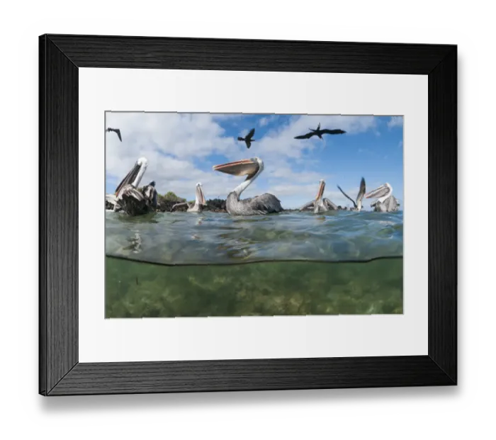 Framed Print : Brown pelicans (Pelecanus occidentalis) on water, split level view, Galapagos Framed Print : Brown pelicans (Pelecanus occidentalis) on water, split level view, Galapagos
