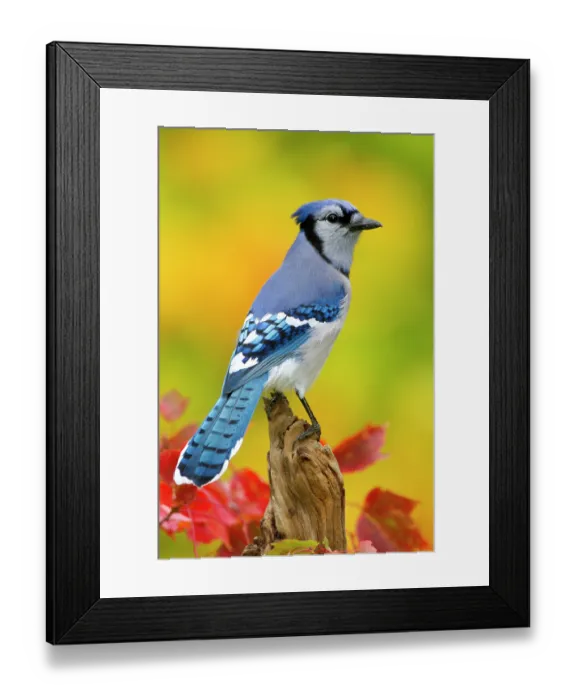 Framed Print : Blue jay (Cyanocitta cristata) portrait, New York, USA, October Framed Print : Blue jay (Cyanocitta cristata) portrait, New York, USA, October