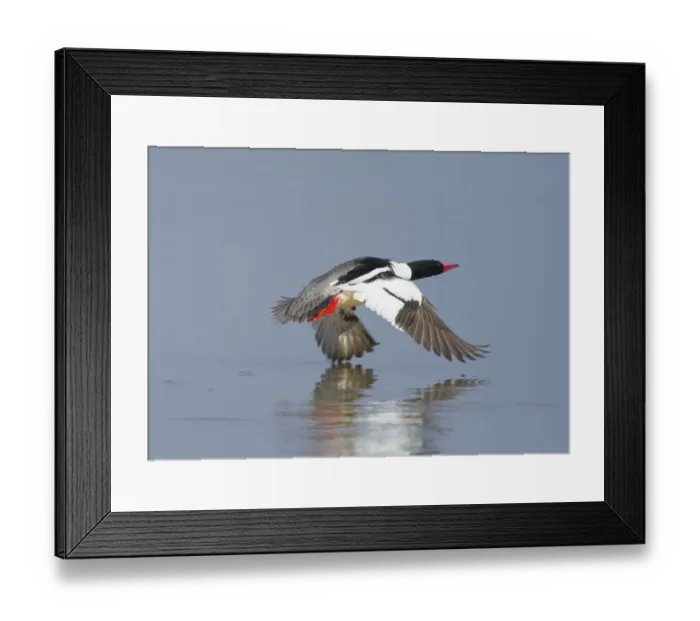 Framed Print : Common merganser (Mergus merganser) male taking off from water, New York, USA, April Framed Print : Common merganser (Mergus merganser) male taking off from water, New York, USA, April