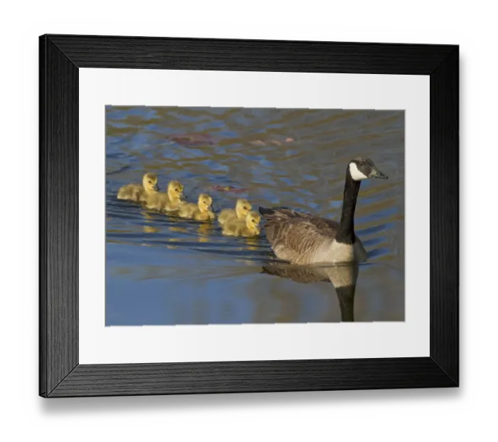 Framed Print : Canada goose (Branta canadensis) adult swimming leading five goslings, Ithaca, New York Framed Print : Canada goose (Branta canadensis) adult swimming leading five goslings, Ithaca, New York