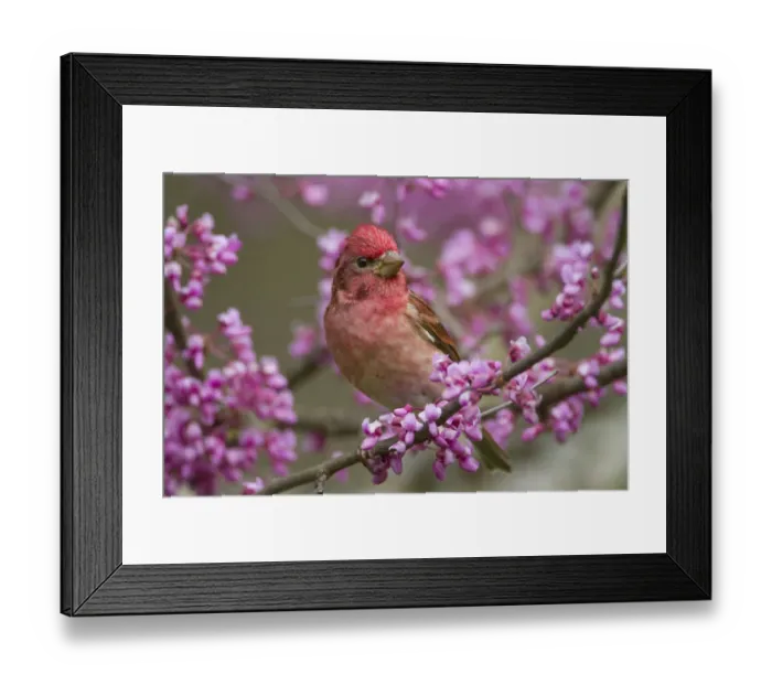 Framed Print : Purple finch (Carpodacus purpureus) male perched amongst Eastern redbud blossom in spring Framed Print : Purple finch (Carpodacus purpureus) male perched amongst Eastern redbud blossom in spring