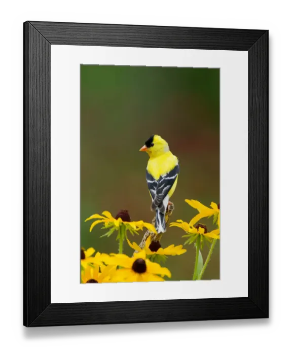 Framed Print : American Goldfinch (Carduelis tristis) male, perched amid Black-eyed Susan (Rudbeckia sp Framed Print : American Goldfinch (Carduelis tristis) male, perched amid Black-eyed Susan (Rudbeckia sp