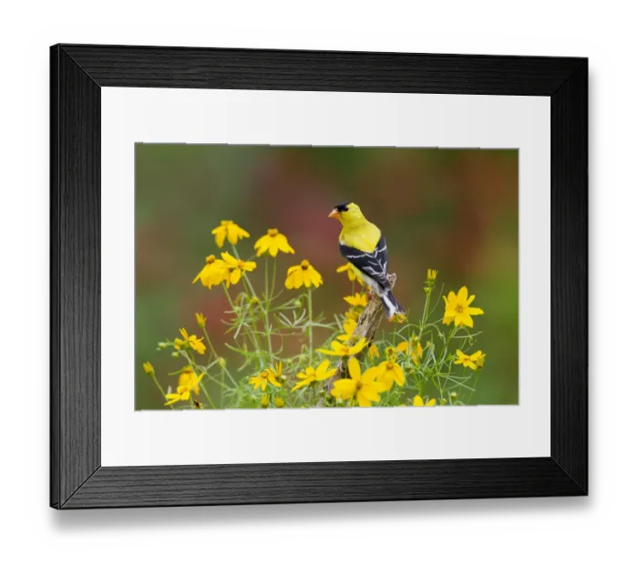 Framed Print : American Goldfinch (Carduelis tristis) male, perched amid yellow Threadleaf Coreopsis