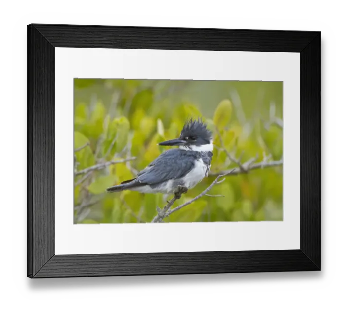 Framed Print : Belted Kingfisher (Megaceryle alcyon), adult male, Merritt Island National Wildlife Refuge