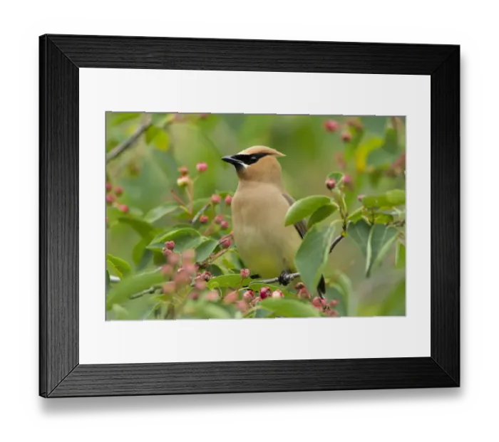 Framed Print : Cedar Waxwing (Bombycilla cedrorum) perched amongst Shadblow Serviceberry (Amelanchier Framed Print : Cedar Waxwing (Bombycilla cedrorum) perched amongst Shadblow Serviceberry (Amelanchier