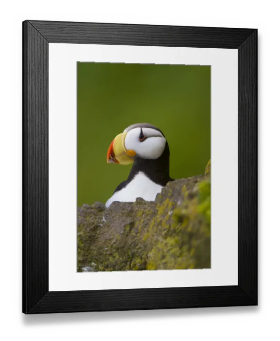 Framed Print : Horned puffin (Fratercula corniculata) close-up portrait, St. Paul Island, Pribilofs Framed Print : Horned puffin (Fratercula corniculata) close-up portrait, St. Paul Island, Pribilofs