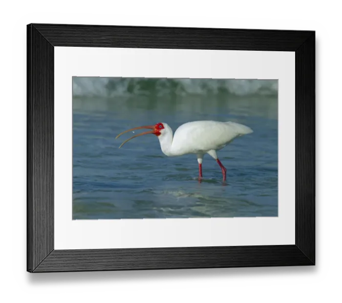 Framed Print : White Ibis (Eudocimus albus) feeding off Fort Myers beach, Gulf Coast, Florida, USA Framed Print : White Ibis (Eudocimus albus) feeding off Fort Myers beach, Gulf Coast, Florida, USA