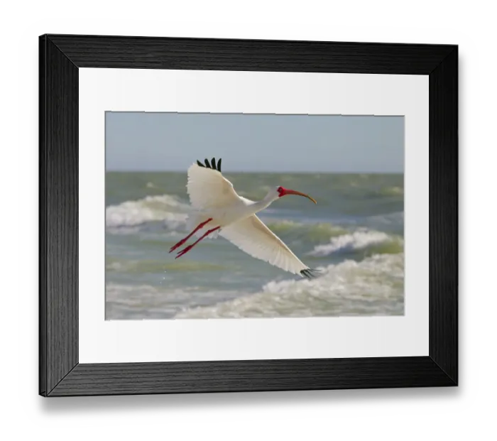 Framed Print : White ibis (Eudocimus albus) in flight, Fort Myers Beach, Gulf Coast, Florida, USA, March Framed Print : White ibis (Eudocimus albus) in flight, Fort Myers Beach, Gulf Coast, Florida, USA, March