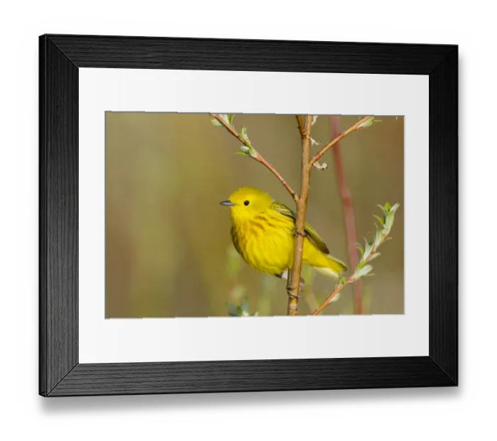 Framed Print : Yellow warbler (Dendroica petechia) male, Seward peninsula, Alaska, USA. June Framed Print : Yellow warbler (Dendroica petechia) male, Seward peninsula, Alaska, USA. June