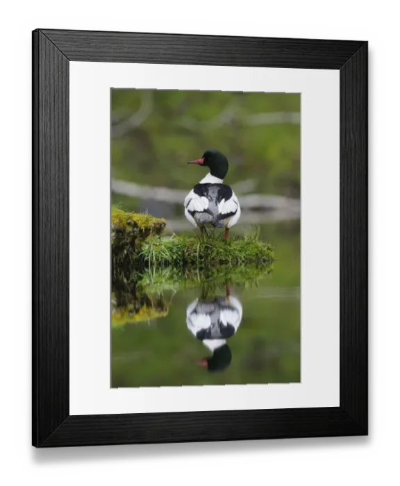 Framed Print : Common merganser (Mergus merganser) male on a moss covered log. Olympic National Park, Washington Framed Print : Common merganser (Mergus merganser) male on a moss covered log. Olympic National Park, Washington