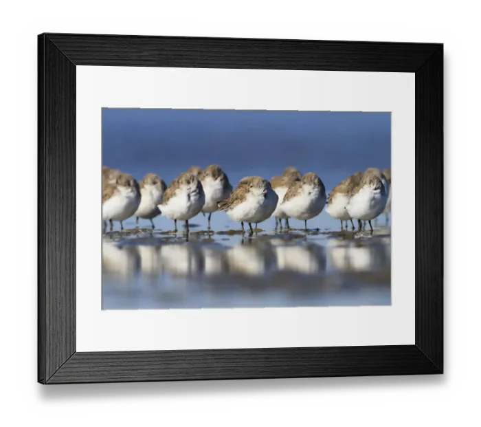 Framed Print : Western sandpipers (Calidris mauri) roosting on barrier island tidal flats. Terrebonne Parish Framed Print : Western sandpipers (Calidris mauri) roosting on barrier island tidal flats. Terrebonne Parish