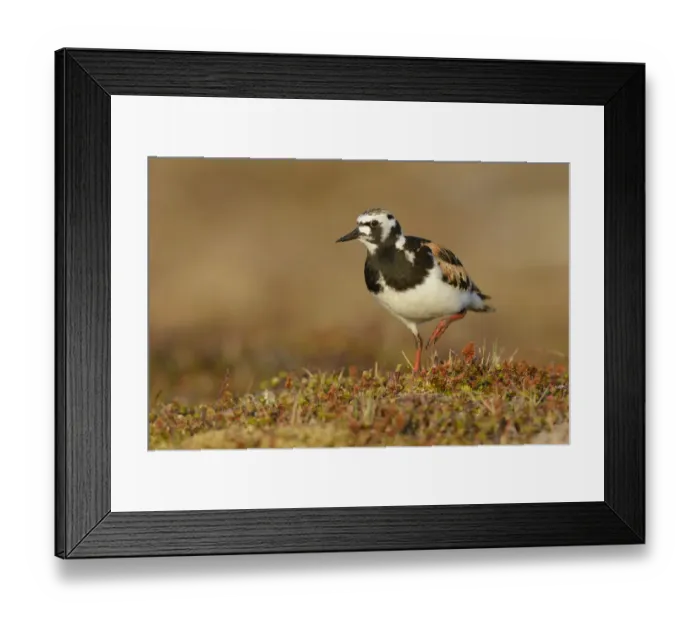 Framed Print : Ruddy turnstone (Arenaria interpres) in breeding plumage. Yukon Delta National Wildlife Refuge Framed Print : Ruddy turnstone (Arenaria interpres) in breeding plumage. Yukon Delta National Wildlife Refuge