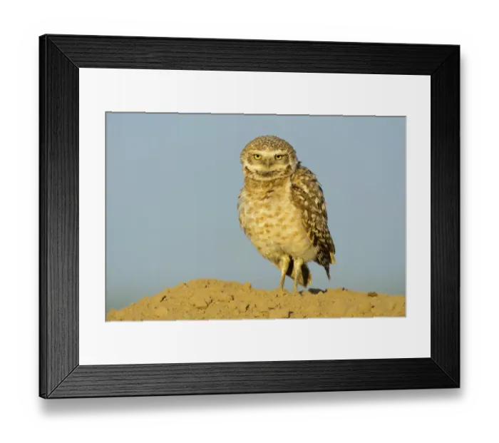 Framed Print : Burrowing owl (Athene cunicularia) Adams County, Washington, USA. May Framed Print : Burrowing owl (Athene cunicularia) Adams County, Washington, USA. May