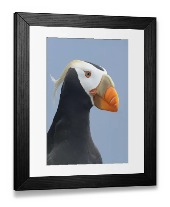 Framed Print : Tufted puffin (Fratercula cirrhata) in breeding plumage. St. Paul Island, Alaska. July Framed Print : Tufted puffin (Fratercula cirrhata) in breeding plumage. St. Paul Island, Alaska. July