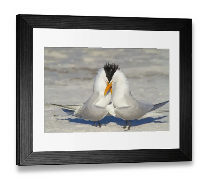 Framed Print : Royal terns (Sterna maxima) pair crossing bills during courtship behaviour, Fort DeSoto Park Framed Print : Royal terns (Sterna maxima) pair crossing bills during courtship behaviour, Fort DeSoto Park