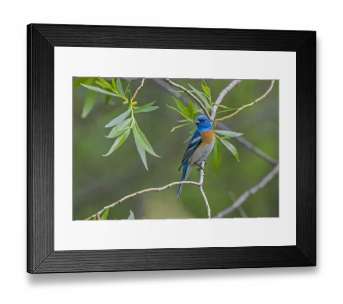 Framed Print : Lazuli Bunting (Passerina amoena) perched, Grand Teton National Park, Wyoming, USA, June Framed Print : Lazuli Bunting (Passerina amoena) perched, Grand Teton National Park, Wyoming, USA, June