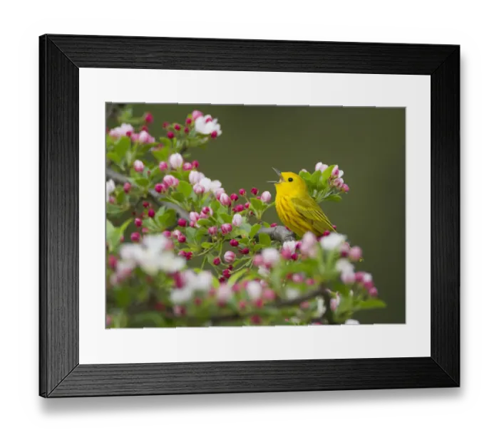 Framed Print : Yellow warbler (Setophaga petechia) male singing while perched on Crabapple (Malus sp Framed Print : Yellow warbler (Setophaga petechia) male singing while perched on Crabapple (Malus sp