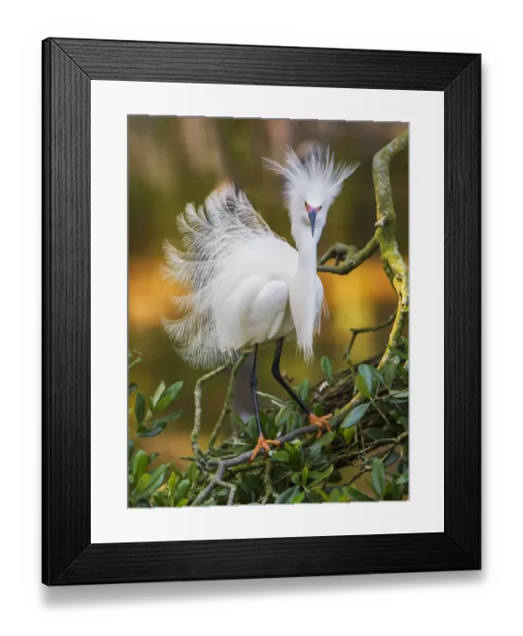 Framed Print : Snowy egret (Egretta thula) with plumes erect, St. Augustine, Florida, USA, April Framed Print : Snowy egret (Egretta thula) with plumes erect, St. Augustine, Florida, USA, April