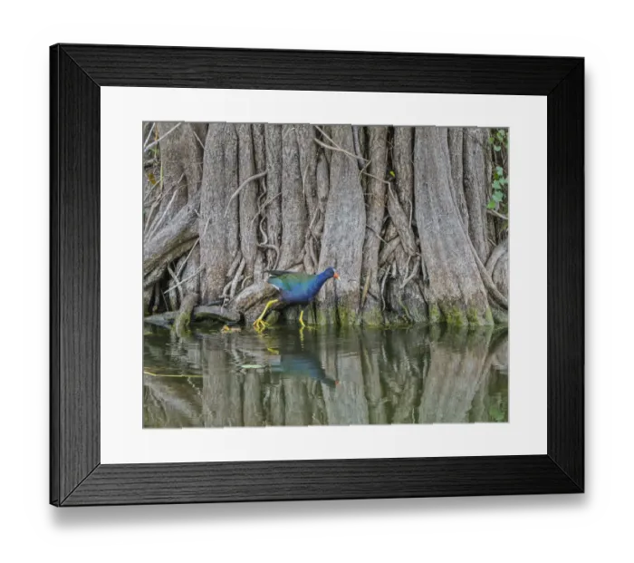 Framed Print : Purple gallinule (Porphyrula martinica) in mangrove swamp. Everglades National Park, Florida, USA Framed Print : Purple gallinule (Porphyrula martinica) in mangrove swamp. Everglades National Park, Florida, USA