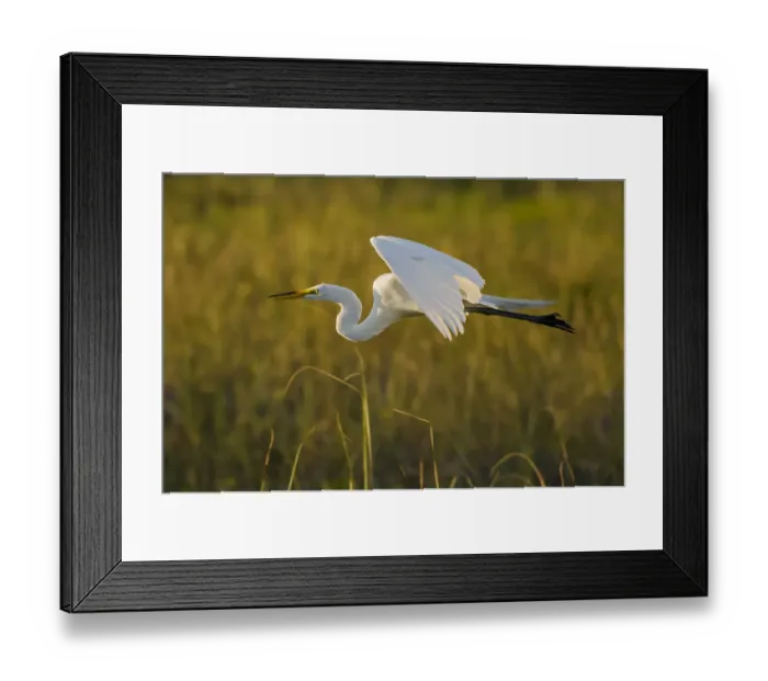 Framed Print : Great egret (Ardea alba) in flight, Florida, USA, March Framed Print : Great egret (Ardea alba) in flight, Florida, USA, March