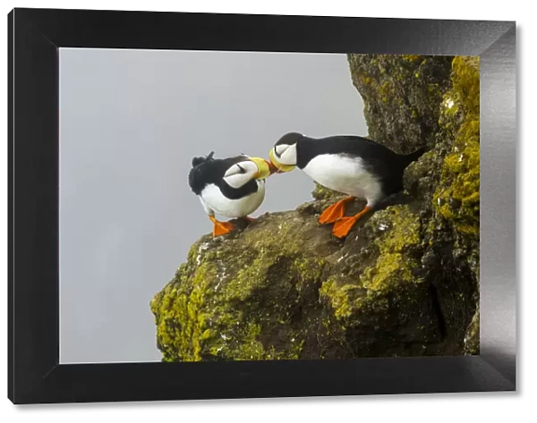 Horned puffins (Fratercula corniculata) pair interacting by touching bills while