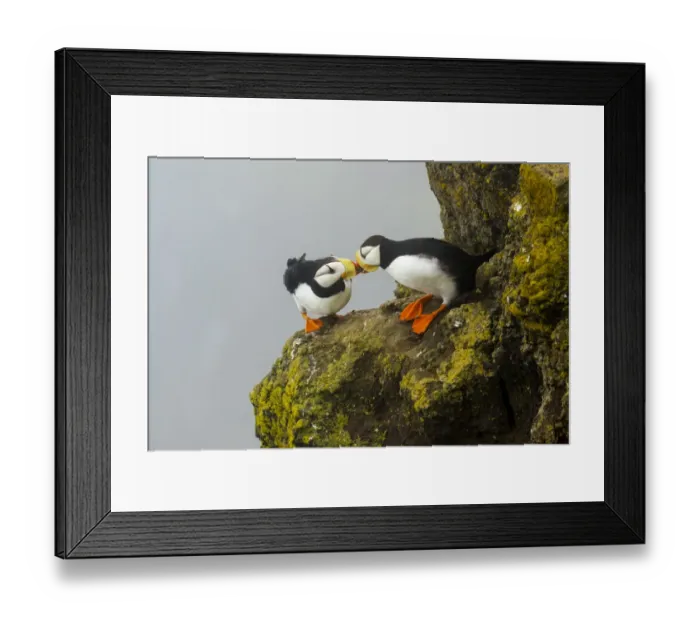 Framed Print : Horned puffins (Fratercula corniculata) pair interacting by touching bills while Framed Print : Horned puffins (Fratercula corniculata) pair interacting by touching bills while