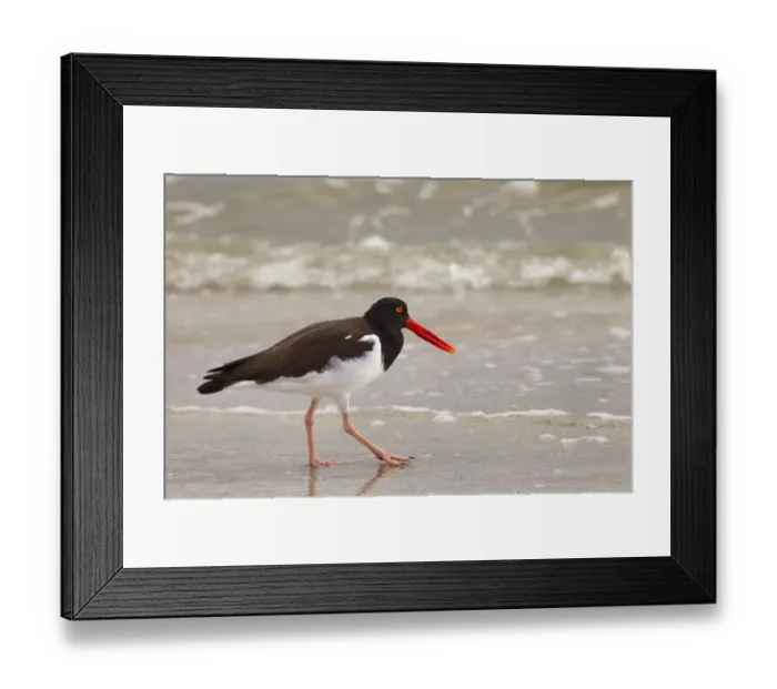 Framed Print : American oystercatcher (Haematopus palliatus) feeding, Fort Myers Beach, Gulf Coast
