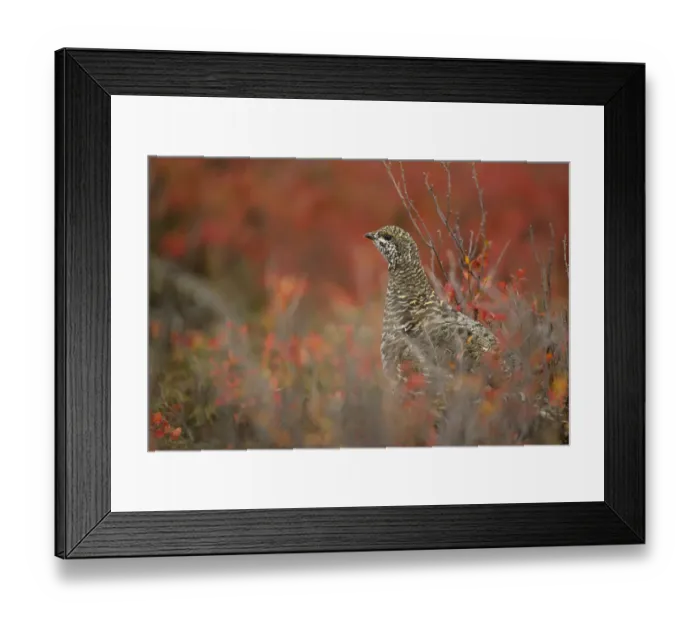 Framed Print : Spruce grouse (Dendragapus fuliginosus) stops while foraging among fall blueberry bushes Framed Print : Spruce grouse (Dendragapus fuliginosus) stops while foraging among fall blueberry bushes