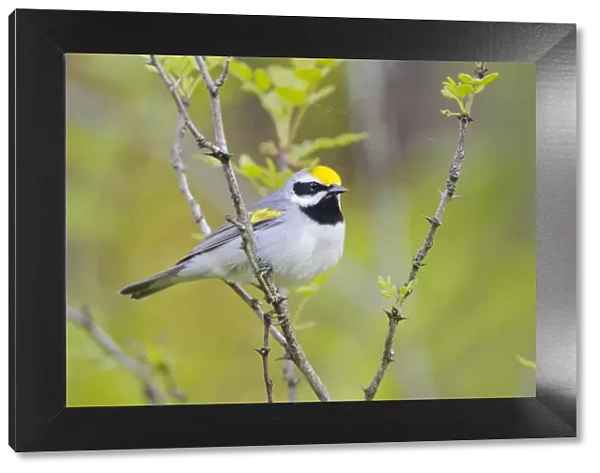 Golden-winged warbler (Vermivora chrysoptera) perched, St. Lawrence County, New York. May