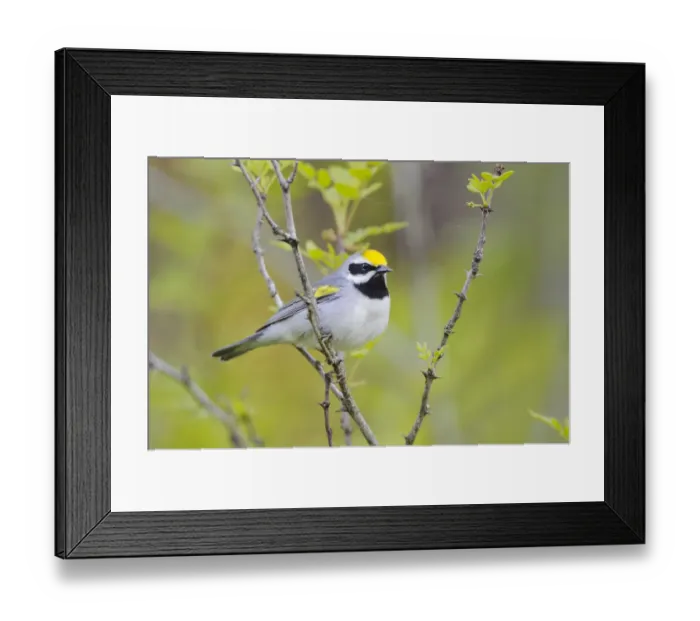 Framed Print : Golden-winged warbler (Vermivora chrysoptera) perched, St. Lawrence County, New York. May Framed Print : Golden-winged warbler (Vermivora chrysoptera) perched, St. Lawrence County, New York. May