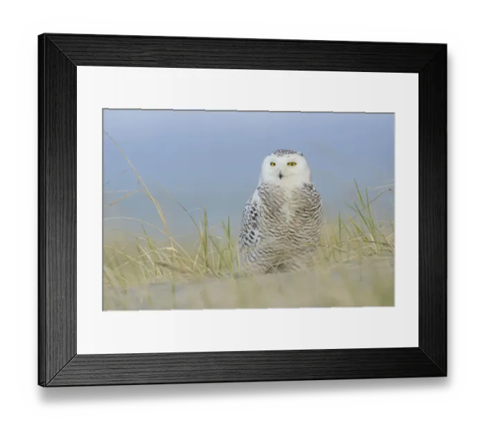 Framed Print : Snowy owl (Bubo scandiacus) on beach. Ocean County, Washington, USA. March Framed Print : Snowy owl (Bubo scandiacus) on beach. Ocean County, Washington, USA. March