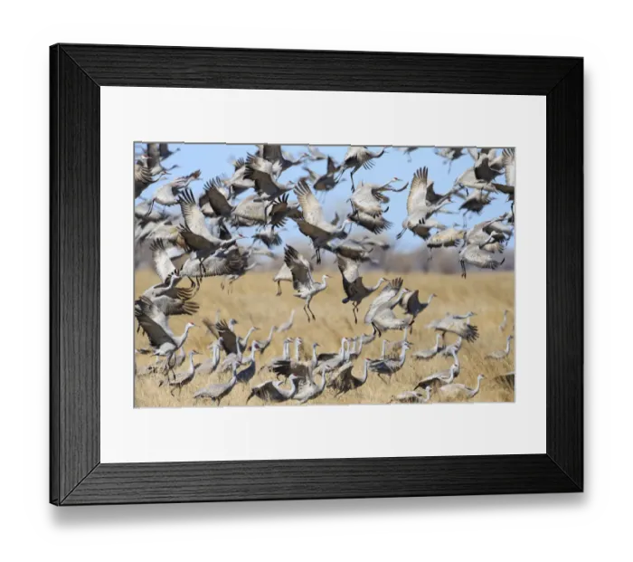 Framed Print : Sandhill Cranes (Grus canadensis) feeding in agricultural fiields during migration Framed Print : Sandhill Cranes (Grus canadensis) feeding in agricultural fiields during migration