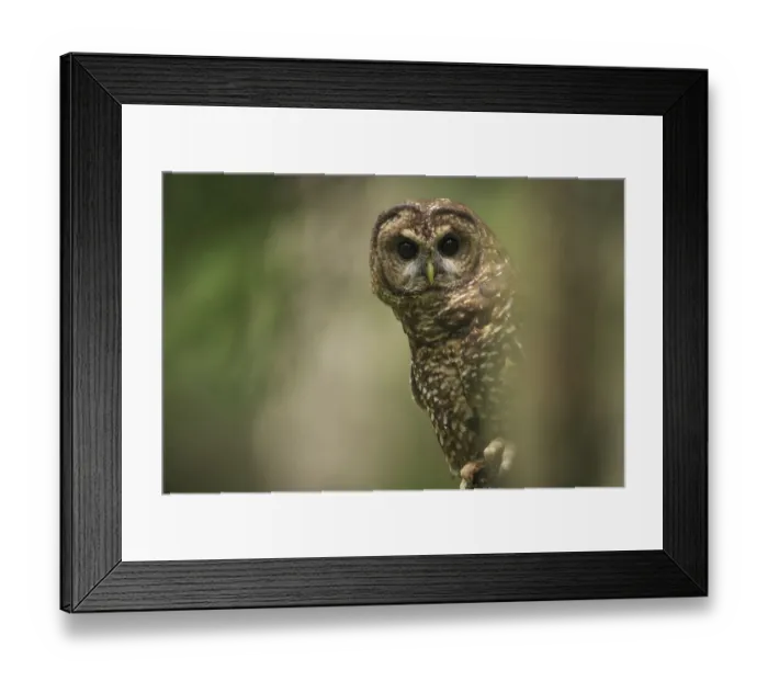 Framed Print : Spotted Owl (Strix occidentalis). Willamette National Forest, Oregon. June Framed Print : Spotted Owl (Strix occidentalis). Willamette National Forest, Oregon. June