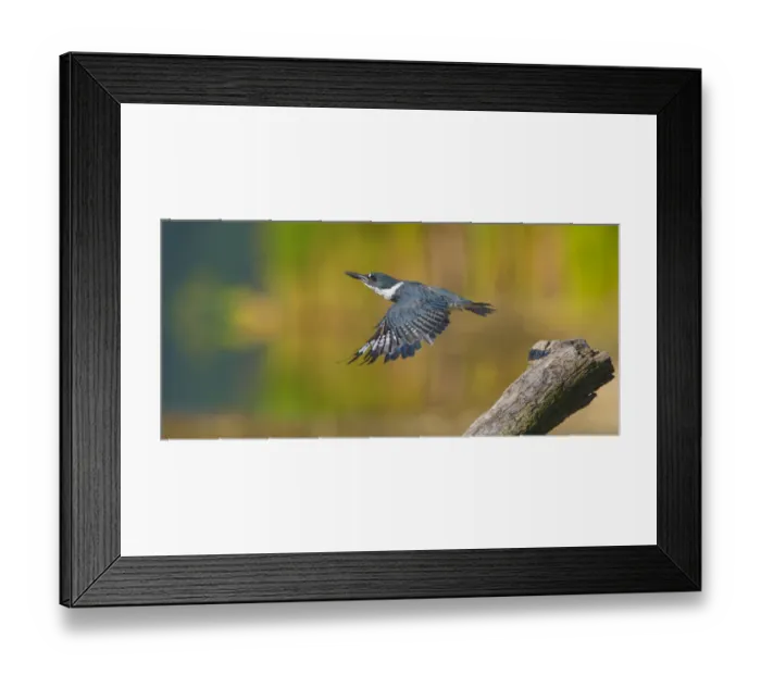 Framed Print : Belted kingfisher (Ceryle alcyon) female taking flight from perch, Lansing, New York, USA Framed Print : Belted kingfisher (Ceryle alcyon) female taking flight from perch, Lansing, New York, USA