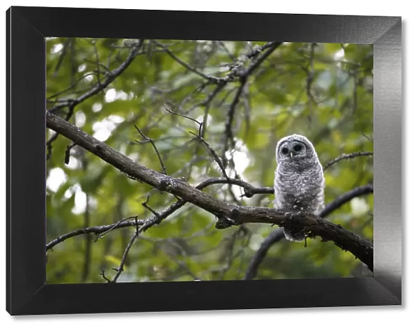 Barred Owl (Strix varia) fledgling resting in tree, King County, Washington, USA May
