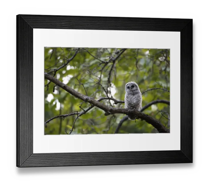 Framed Print : Barred Owl (Strix varia) fledgling resting in tree, King County, Washington, USA May Framed Print : Barred Owl (Strix varia) fledgling resting in tree, King County, Washington, USA May