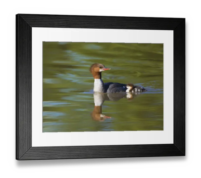 Framed Print : Common merganser (Mergus merganser) adult female swimming with duckling, Lansing Framed Print : Common merganser (Mergus merganser) adult female swimming with duckling, Lansing